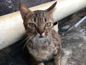 Gato raça Indefinida idade 2 anos nome Red