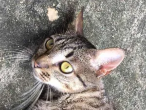 Gato raça Indefinida idade 2 anos nome Marrona