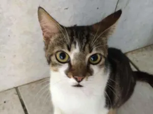 Gato raça Indefinida idade 2 anos nome Gordin