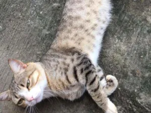 Gato raça Indefinida idade 2 anos nome Run