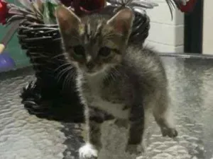 Gato raça SRD idade Abaixo de 2 meses nome Pérola 
