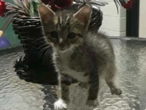 Gato ra a SRD idade Abaixo de 2 meses nome Pérola 