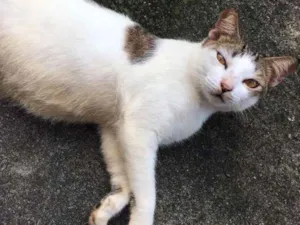 Gato raça Indefinida  idade 2 anos nome Godin