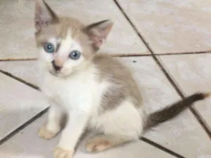Gato raça Indefinida idade 2 a 6 meses nome Café com leite
