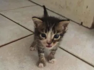 Gato raça Indefinida idade 2 a 6 meses nome Quiet