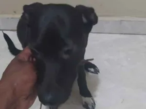 Cachorro raça Vira Lata idade 2 a 6 meses nome Malu