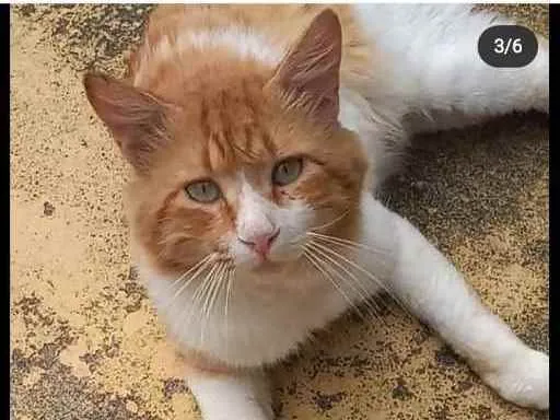 Gato raça Srd idade  nome Derek