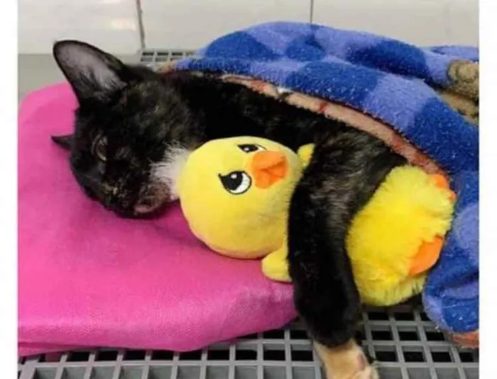 Gato ra a  idade 2 a 6 meses nome Não sei 