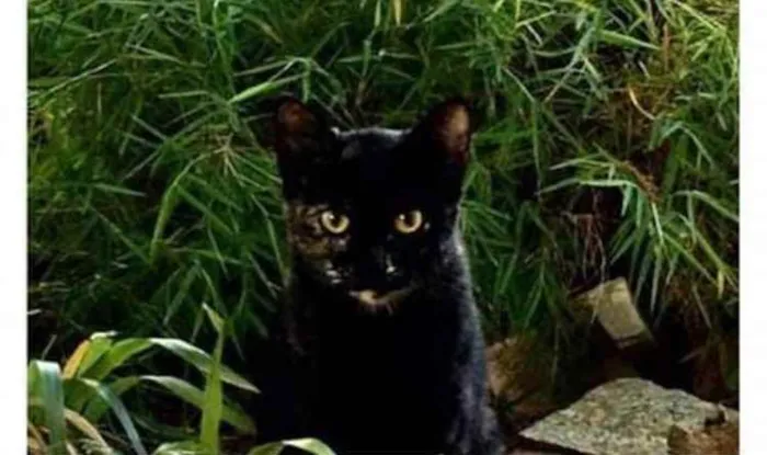 Gato ra a  idade 2 a 6 meses nome Não sei 
