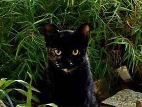 Gato ra a  idade 2 a 6 meses nome Não sei 