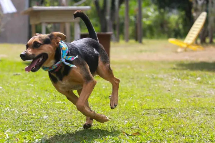 Cachorro ra a  idade 2 anos nome Dolly