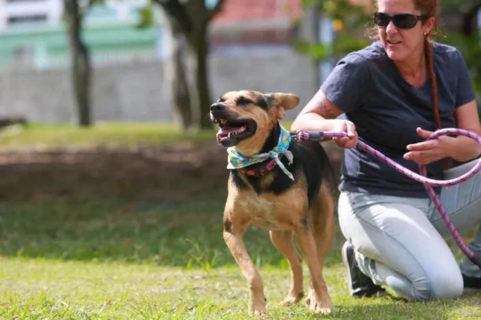 Cachorro ra a  idade 2 anos nome Dolly