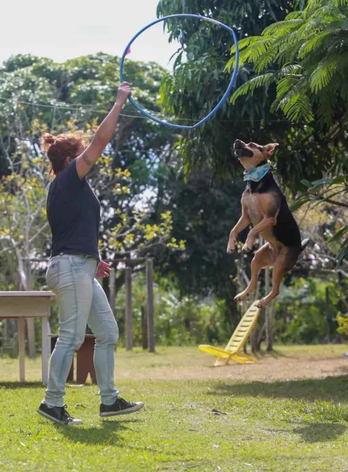 Cachorro ra a  idade 2 anos nome Dolly