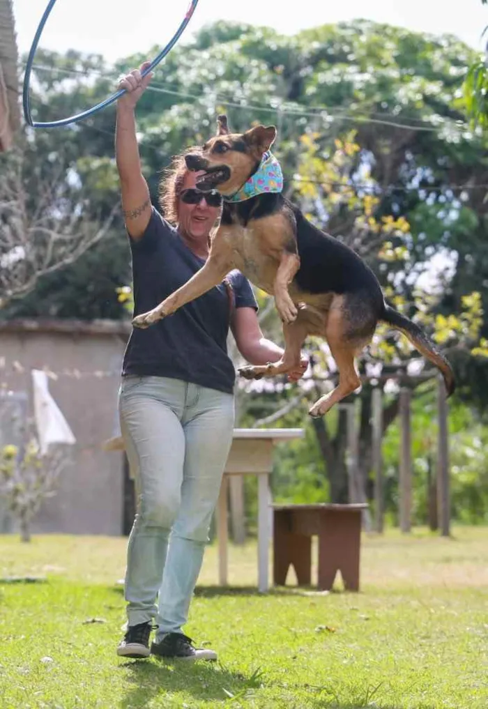 Cachorro ra a  idade 2 anos nome Dolly