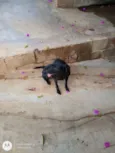 Pretinha