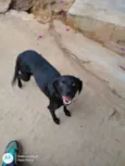 Pretinha