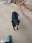Pretinha