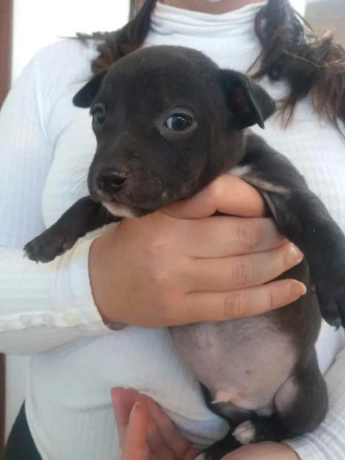 Cachorro ra a  idade 2 a 6 meses nome Não sei 