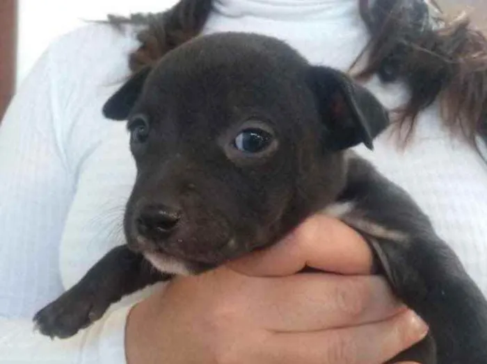 Cachorro ra a  idade 2 a 6 meses nome Não sei 