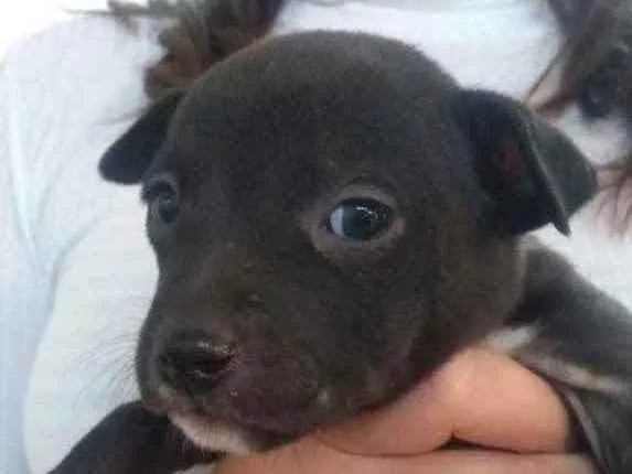 Cachorro ra a  idade 2 a 6 meses nome Não sei 