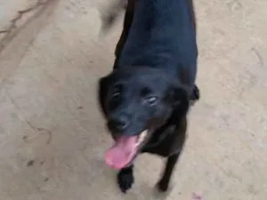 Cachorro raça SRD idade 2 anos nome Pretinha