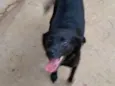 Pretinha