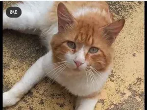 Gato raça Srd idade  nome Derek