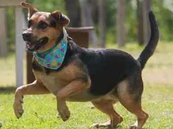 Cachorro ra a  idade 2 anos nome Dolly