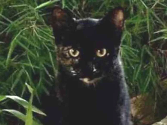 Gato ra a  idade 2 a 6 meses nome Não sei 