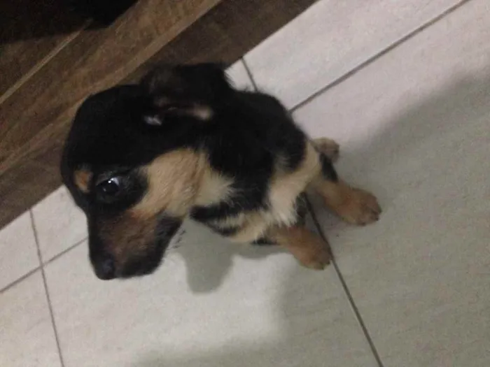 Cachorro ra a Não definida idade 2 a 6 meses nome Dully