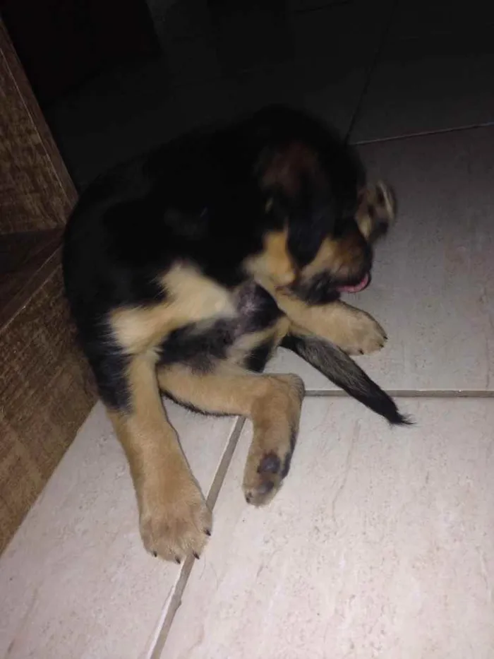 Cachorro ra a Não definida idade 2 a 6 meses nome Dully