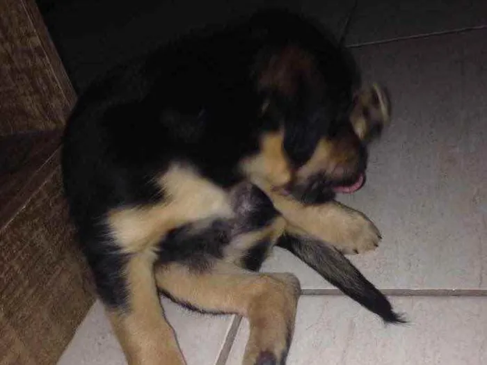 Cachorro ra a Não definida idade 2 a 6 meses nome Dully