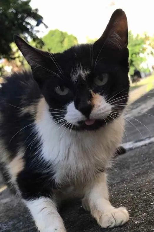 Gato ra a Não definida  idade 2 a 6 meses nome Lurdinha