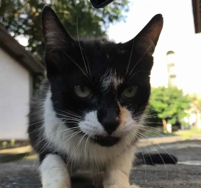 Gato ra a Não definida  idade 2 a 6 meses nome Lurdinha