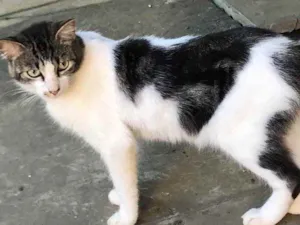 Gato raça Não definida  idade 7 a 11 meses nome Dengoso 