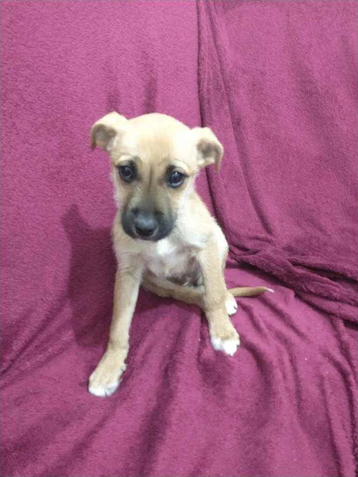 Cachorro ra a SRD idade 2 a 6 meses nome Bebezinhos ??