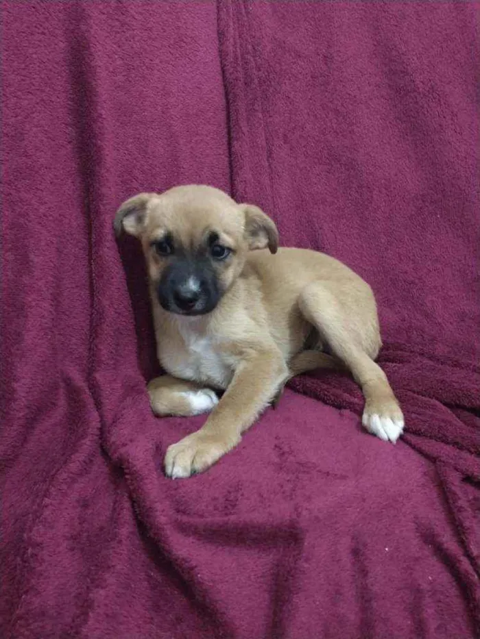 Cachorro ra a SRD idade 2 a 6 meses nome Bebezinhos ??