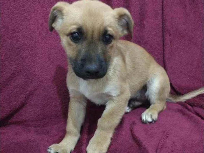 Cachorro ra a SRD idade 2 a 6 meses nome Bebezinhos ??