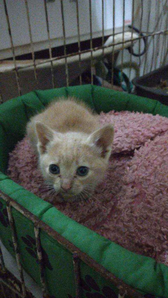 Gato ra a SRD idade 2 a 6 meses nome Claire