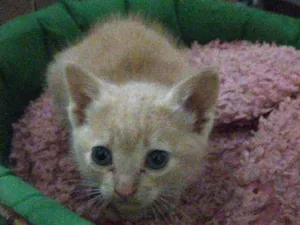 Gato raça SRD idade 2 a 6 meses nome Claire