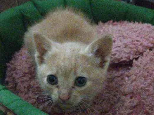 Gato ra a SRD idade 2 a 6 meses nome Claire
