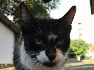 Gato raça Não definida  idade 2 a 6 meses nome Lurdinha