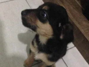 Cachorro raça Não definida idade 2 a 6 meses nome Dully