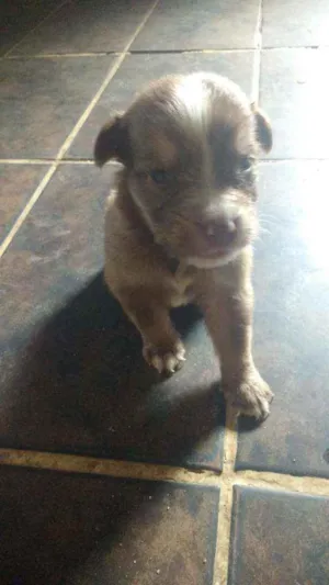 Cachorro raça Poodle idade Abaixo de 2 meses nome Max