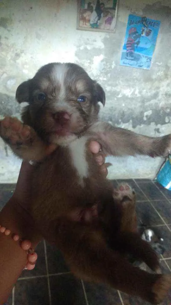 Cachorro ra a Poodle idade Abaixo de 2 meses nome Max