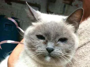 Gato raça  idade 2 anos nome Gatos Peludos 