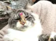 Gatos Peludos