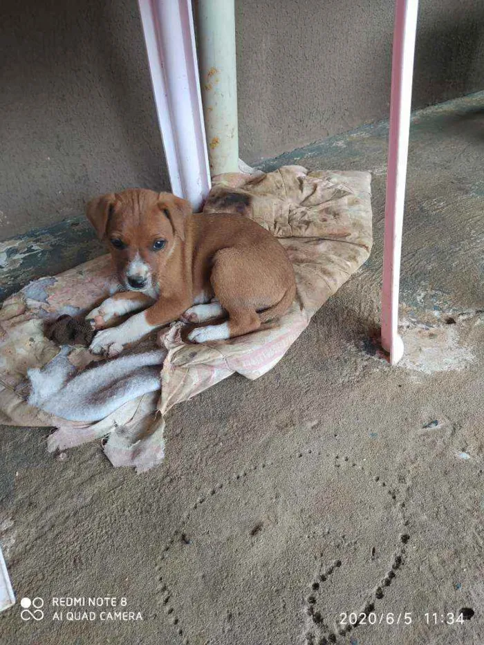 Cachorro ra a Indefinida idade 2 a 6 meses nome Sem nome