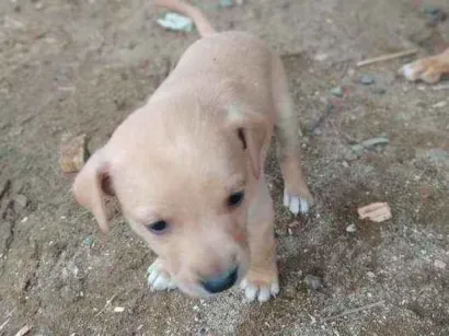 Cachorro raça Indefinida idade 2 a 6 meses nome Sem nome