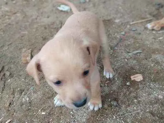 Cachorro ra a Indefinida idade 2 a 6 meses nome Sem nome